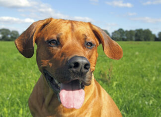 IL RHODESIAN RIDGEBACK