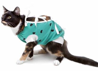 Perchè sterilizzare un gatto?