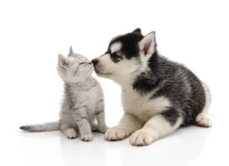 E’ primavera, occhio ai parassiti!