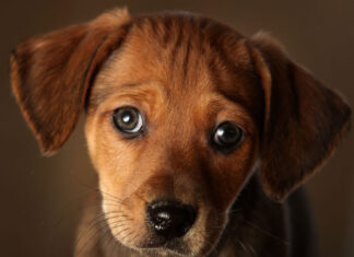 UN TRATTAMENTO efficace anti-Zecche