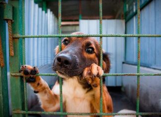“Una Zampa per la Spagna” contro le perreras spagnole, l’inferno sulla terra