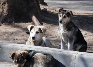 Massacro di cani in Russia per i Mondiali di Calcio 2018