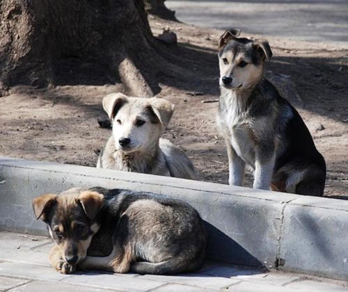 massacro-cani-russia