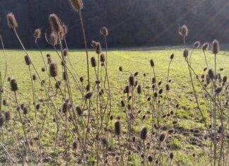 Greta e i veri cretini… di Moreno D’Angelo