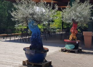 Osvaldo Neirotti, l’artista che dipinge sugli alberi