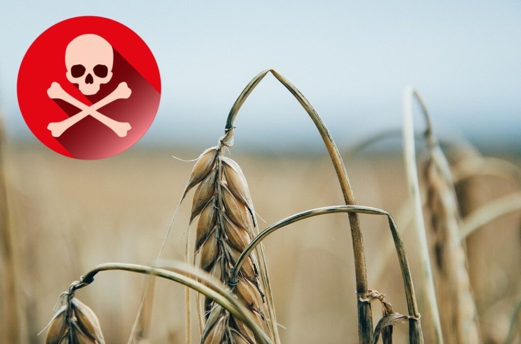 glifosato-cancerogeno-pesticida-in-pasta-e-cereali