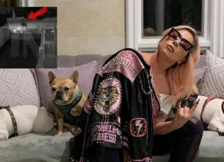 Rapiti i cani di Lady Gaga: offerta ricompensa di 500 mila dollari