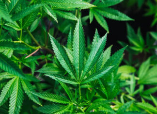 Se volete combattere le mafie legalizzate la Cannabis