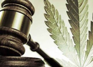 Referendum cannabis supera scoglio della cassazione: le firme ci sono!
