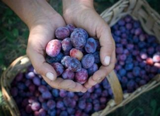 Inizia il lungo inverno: allarme frutta in Piemonte