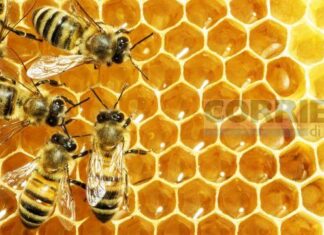 “Alveare”, a Cavour vanno in scena le api