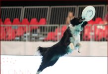 Enci Winner 2022 & Pets On Christmas fino a domenica 18 dicembre a Fiera Milano Rho Enci Winner 2022
