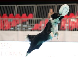 Enci Winner 2022 & Pets On Christmas fino a domenica 18 dicembre a Fiera Milano Rho Enci Winner 2022
