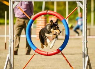Dog Loving: un nuovo spazio per accudire i propri cani