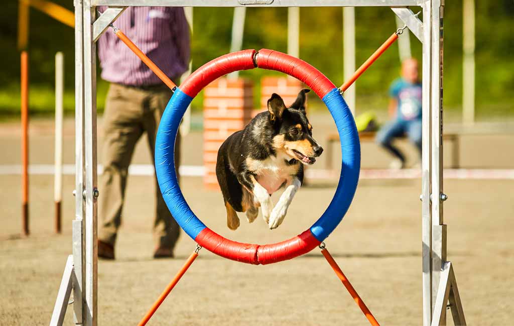 Dog-Park-4