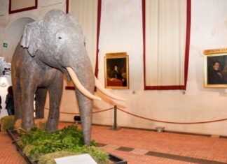 Il Museo di Scienze Naturali di Torino è tornato