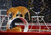 Il governo Meloni continua la sua crociata contro gli animali: ennesimo rinvio della legge che vieta gli animali nei circhi