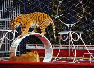 Il governo Meloni continua la sua crociata contro gli animali: ennesimo rinvio della legge che vieta gli animali nei circhi